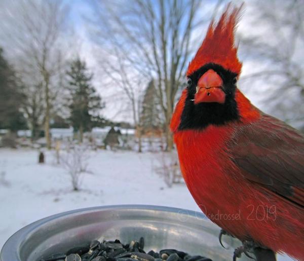 lost bird anh chim co 5