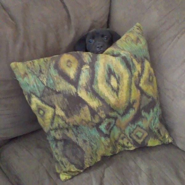 lost bird bieu cam cua dong vat 20