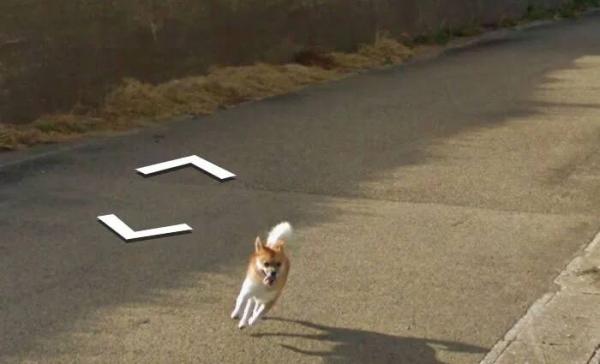 Google Street View 'khóc' trong bất lực vì mọi khung ảnh đều bị em chó này chiếm chỗ Google Street View 'khóc' trong bất lực vì mọi khung ảnh đều bị em chó này chiếm chỗ