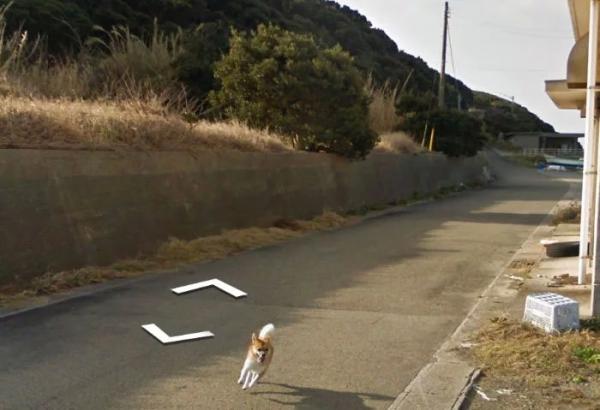 Google Street View 'khóc' trong bất lực vì mọi khung ảnh đều bị em chó này chiếm chỗ Google Street View 'khóc' trong bất lực vì mọi khung ảnh đều bị em chó này chiếm chỗ