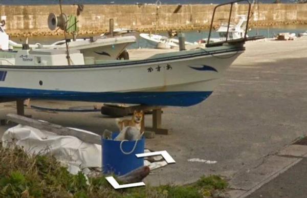 Google Street View 'khóc' trong bất lực vì mọi khung ảnh đều bị em chó này chiếm chỗ Google Street View 'khóc' trong bất lực vì mọi khung ảnh đều bị em chó này chiếm chỗ