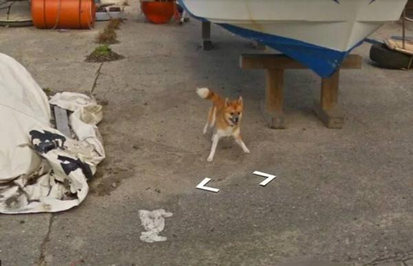 Google Street View 'khóc' trong bất lực vì mọi khung ảnh đều bị em chó này chiếm chỗ Google Street View 'khóc' trong bất lực vì mọi khung ảnh đều bị em chó này chiếm chỗ