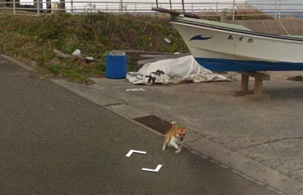 Google Street View 'khóc' trong bất lực vì mọi khung ảnh đều bị em chó này chiếm chỗ Google Street View 'khóc' trong bất lực vì mọi khung ảnh đều bị em chó này chiếm chỗ