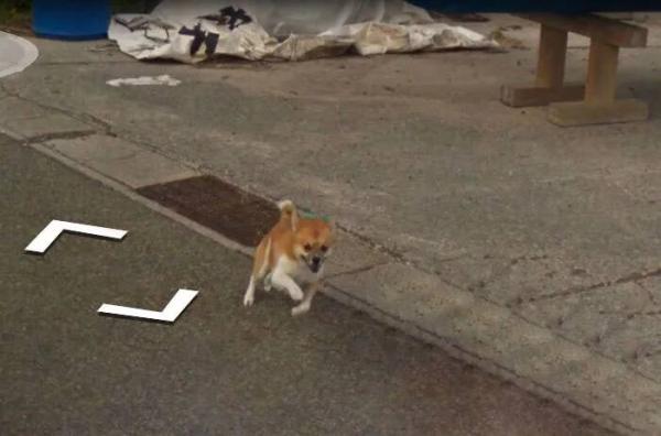 Google Street View 'khóc' trong bất lực vì mọi khung ảnh đều bị em chó này chiếm chỗ Google Street View 'khóc' trong bất lực vì mọi khung ảnh đều bị em chó này chiếm chỗ