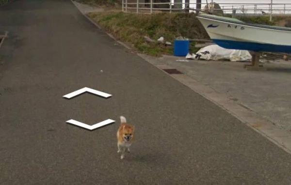 Google Street View 'khóc' trong bất lực vì mọi khung ảnh đều bị em chó này chiếm chỗ Google Street View 'khóc' trong bất lực vì mọi khung ảnh đều bị em chó này chiếm chỗ