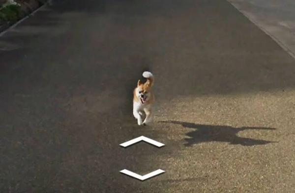 Google Street View 'khóc' trong bất lực vì mọi khung ảnh đều bị em chó này chiếm chỗ Google Street View 'khóc' trong bất lực vì mọi khung ảnh đều bị em chó này chiếm chỗ