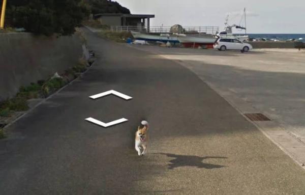 Google Street View 'khóc' trong bất lực vì mọi khung ảnh đều bị em chó này chiếm chỗ Google Street View 'khóc' trong bất lực vì mọi khung ảnh đều bị em chó này chiếm chỗ