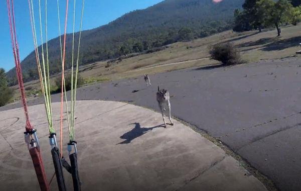 Kangaroo 'cục súc' xông đến đấm vào mặt phi công dù lượn vừa đáp xuống đất Kangaroo 'cục súc' xông đến đấm vào mặt phi công dù lượn vừa đáp xuống đất