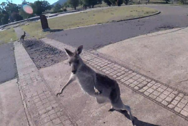 Kangaroo 'cục súc' xông đến đấm vào mặt phi công dù lượn vừa đáp xuống đất Kangaroo 'cục súc' xông đến đấm vào mặt phi công dù lượn vừa đáp xuống đất