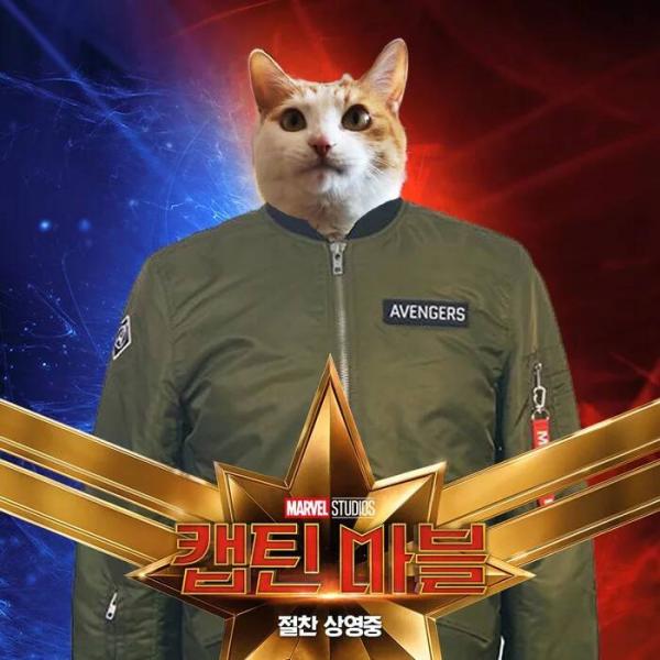 Những chú mèo muốn trở thành Goose của 'Captain Marvel': Sống trên đời ai chẳng có ước mơ Những chú mèo muốn trở thành Goose của 'Captain Marvel': Sống trên đời ai chẳng có ước mơ