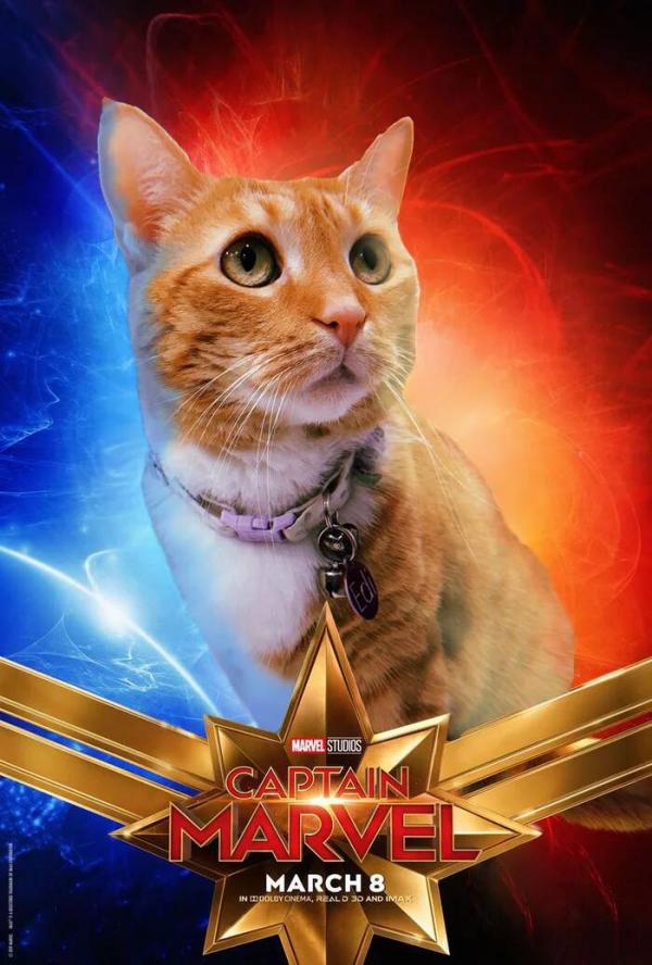 Những chú mèo muốn trở thành Goose của 'Captain Marvel': Sống trên đời ai chẳng có ước mơ Những chú mèo muốn trở thành Goose của 'Captain Marvel': Sống trên đời ai chẳng có ước mơ