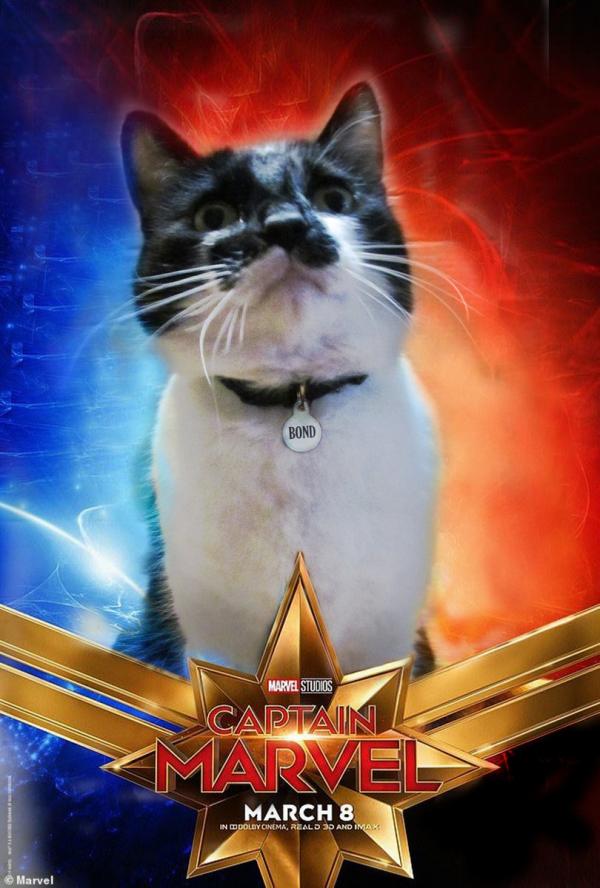 Những chú mèo muốn trở thành Goose của 'Captain Marvel': Sống trên đời ai chẳng có ước mơ Những chú mèo muốn trở thành Goose của 'Captain Marvel': Sống trên đời ai chẳng có ước mơ