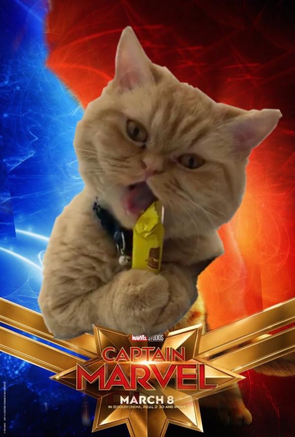 Những chú mèo muốn trở thành Goose của 'Captain Marvel': Sống trên đời ai chẳng có ước mơ Những chú mèo muốn trở thành Goose của 'Captain Marvel': Sống trên đời ai chẳng có ước mơ