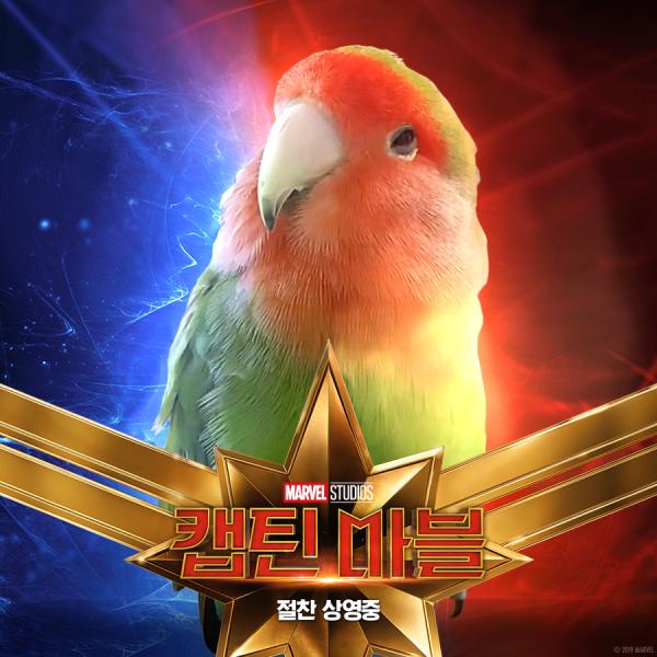 Những chú mèo muốn trở thành Goose của 'Captain Marvel': Sống trên đời ai chẳng có ước mơ Những chú mèo muốn trở thành Goose của 'Captain Marvel': Sống trên đời ai chẳng có ước mơ