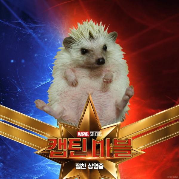 Những chú mèo muốn trở thành Goose của 'Captain Marvel': Sống trên đời ai chẳng có ước mơ Những chú mèo muốn trở thành Goose của 'Captain Marvel': Sống trên đời ai chẳng có ước mơ