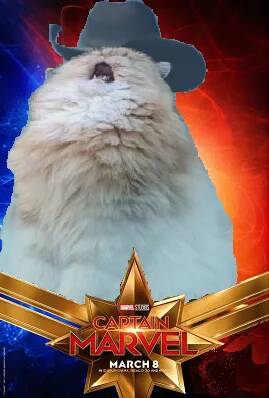 Những chú mèo muốn trở thành Goose của 'Captain Marvel': Sống trên đời ai chẳng có ước mơ Những chú mèo muốn trở thành Goose của 'Captain Marvel': Sống trên đời ai chẳng có ước mơ