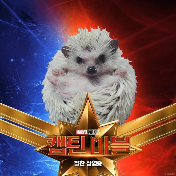Những chú mèo muốn trở thành Goose của 'Captain Marvel': Sống trên đời ai chẳng có ước mơ Những chú mèo muốn trở thành Goose của 'Captain Marvel': Sống trên đời ai chẳng có ước mơ