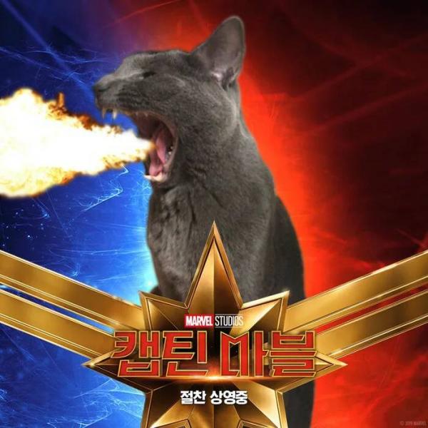 Những chú mèo muốn trở thành Goose của 'Captain Marvel': Sống trên đời ai chẳng có ước mơ Những chú mèo muốn trở thành Goose của 'Captain Marvel': Sống trên đời ai chẳng có ước mơ