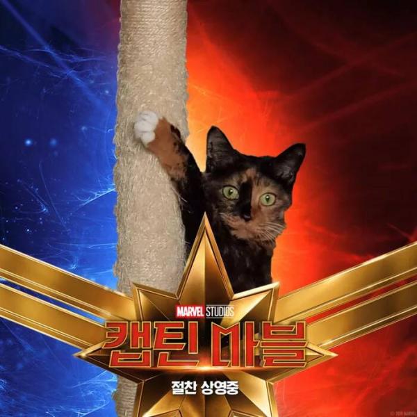 Những chú mèo muốn trở thành Goose của 'Captain Marvel': Sống trên đời ai chẳng có ước mơ Những chú mèo muốn trở thành Goose của 'Captain Marvel': Sống trên đời ai chẳng có ước mơ