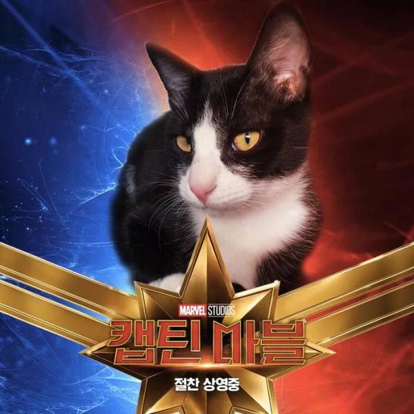 Những chú mèo muốn trở thành Goose của 'Captain Marvel': Sống trên đời ai chẳng có ước mơ Những chú mèo muốn trở thành Goose của 'Captain Marvel': Sống trên đời ai chẳng có ước mơ
