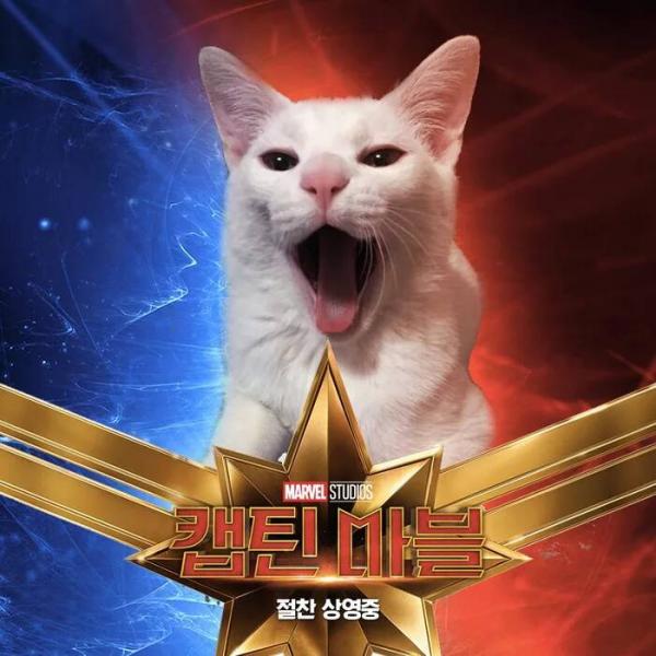 Những chú mèo muốn trở thành Goose của 'Captain Marvel': Sống trên đời ai chẳng có ước mơ Những chú mèo muốn trở thành Goose của 'Captain Marvel': Sống trên đời ai chẳng có ước mơ