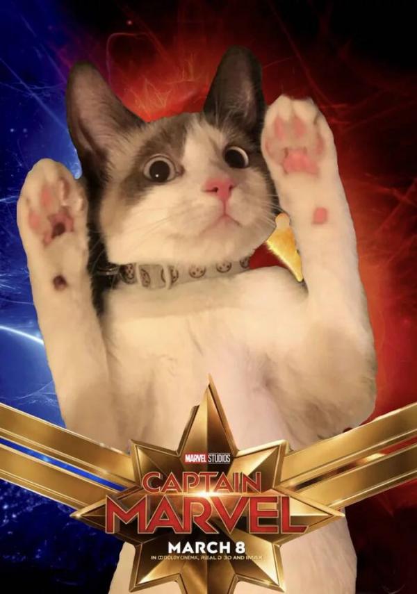 Những chú mèo muốn trở thành Goose của 'Captain Marvel': Sống trên đời ai chẳng có ước mơ Những chú mèo muốn trở thành Goose của 'Captain Marvel': Sống trên đời ai chẳng có ước mơ