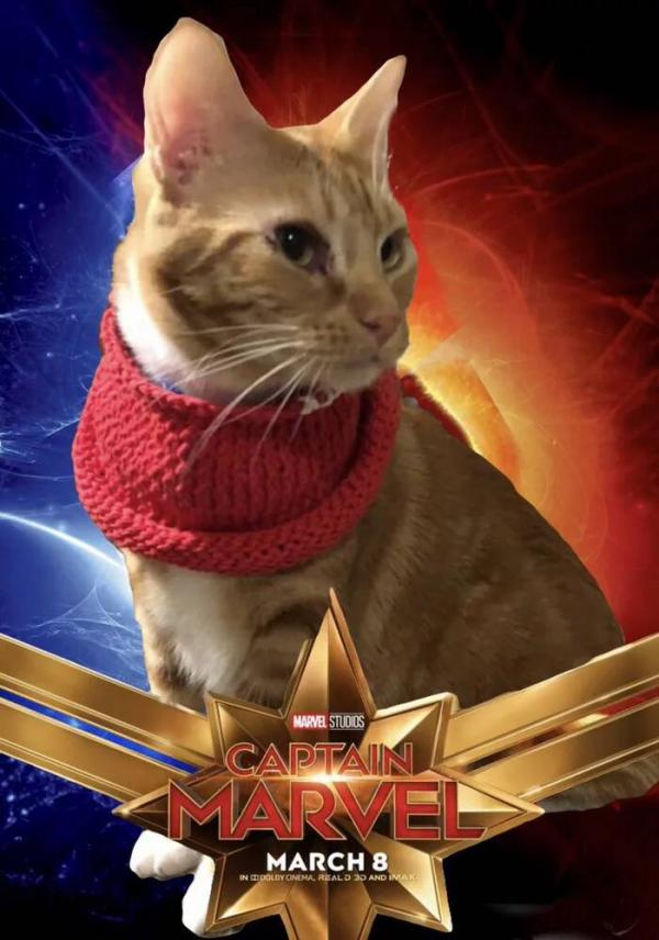 Những chú mèo muốn trở thành Goose của 'Captain Marvel': Sống trên đời ai chẳng có ước mơ Những chú mèo muốn trở thành Goose của 'Captain Marvel': Sống trên đời ai chẳng có ước mơ
