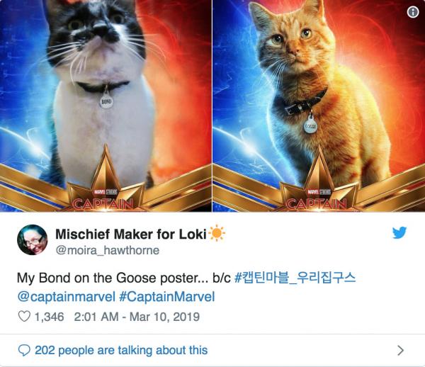 Những chú mèo muốn trở thành Goose của 'Captain Marvel': Sống trên đời ai chẳng có ước mơ Những chú mèo muốn trở thành Goose của 'Captain Marvel': Sống trên đời ai chẳng có ước mơ