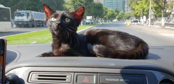 we fought one year to save our adopted black kitten shuri 5c7ce74bb9a74 700