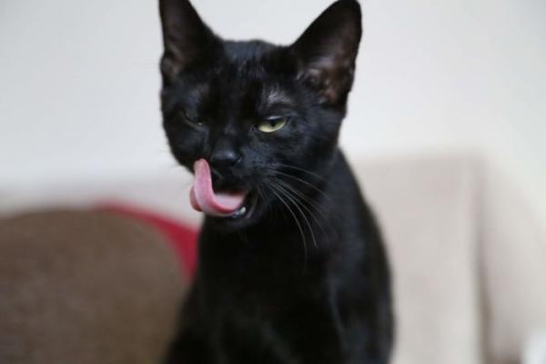 we fought one year to save our adopted black kitten shuri 5c7cfdd5f2287 700