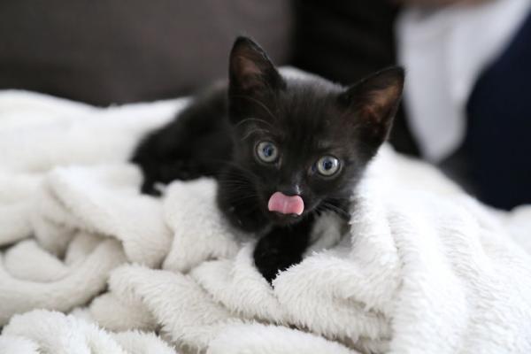 we fought one year to save our adopted black kitten shuri 5c7cfdfc55000 700