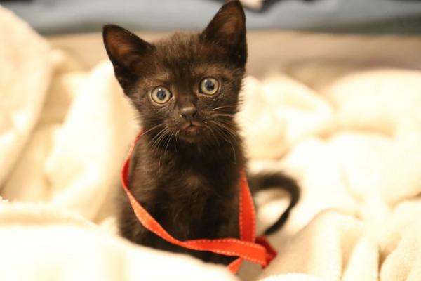 we fought one year to save our adopted kitten 5c7cd1bb4266b 700