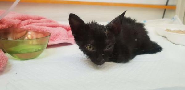 we fought one year to save our adopted kitten 5c7cd5c035074 700