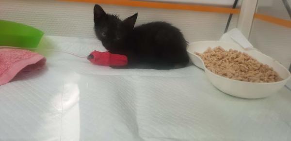 we fought one year to save our adopted kitten 5c7cd8d703350 700