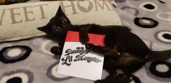 we fought one year to save our adopted kitten 5c7ce136670ea 700