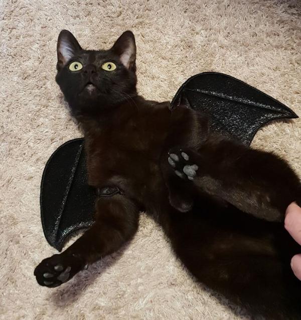 we fought one year to save our adopted kitten 5c7ce13ad78fe 700