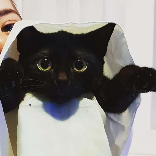 we fought one year to save our adopted kitten 5c7ce2b6cecba 700