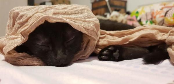 we fought one year to save our adopted kitten 5c7ce2dc7cdb3 700