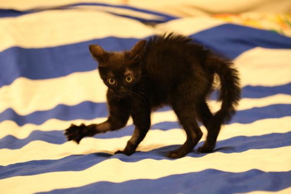 we fought one year to save our adopted kitten 5c7ce30994164 700