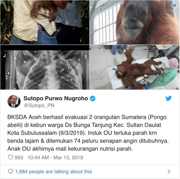 lost bird duoi uoi bi ban 74 vien dan vao nguoi 4