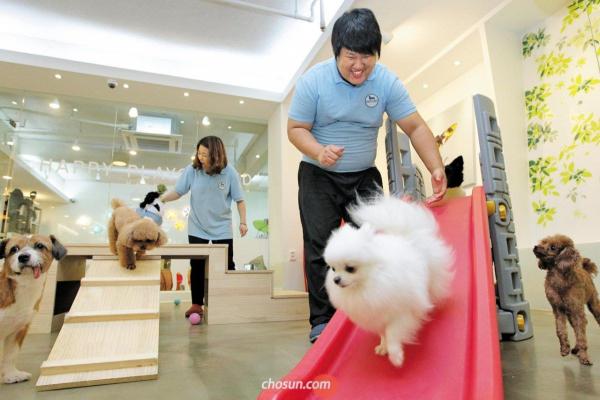 Hài hước chuyện chó Hàn Quốc đi học mẫu giáo: Ngày học 6 tiết còn có sổ liên lạc và kiểm tra bài cũ Hài hước chuyện chó Hàn Quốc đi học mẫu giáo: Ngày học 6 tiết còn có sổ liên lạc và kiểm tra bài cũ