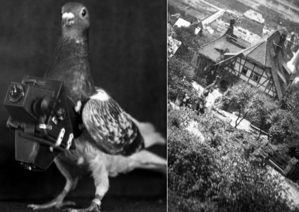 4a pigeon photography