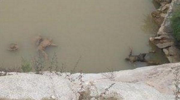 yellow river bodies