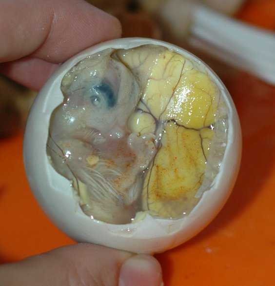 Những món ăn kinh dị nhưng lại là đặc sản của các nước trên thế giới Những món ăn kinh dị nhưng lại là đặc sản của các nước trên thế giới