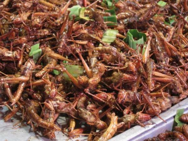 Những món ăn kinh dị nhưng lại là đặc sản của các nước trên thế giới Những món ăn kinh dị nhưng lại là đặc sản của các nước trên thế giới