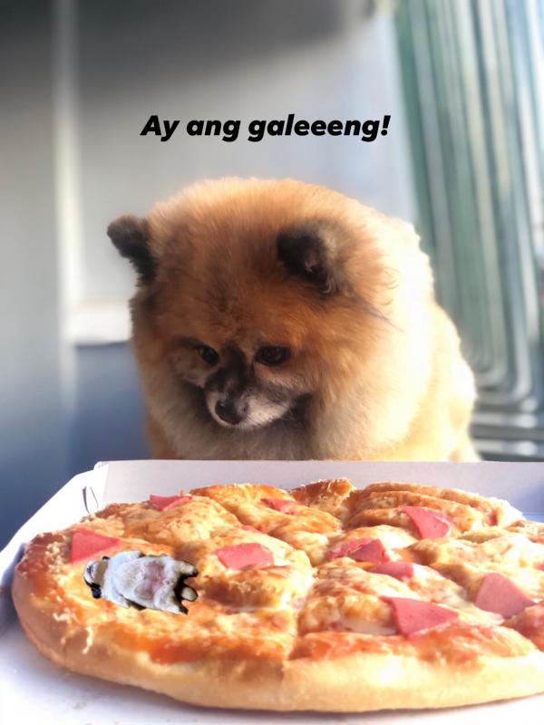 Chú chó nổi tiếng gần xa nhờ tướng ngủ 'bán bụng cho trời' ai thấy cũng cưng Chú chó nổi tiếng gần xa nhờ tướng ngủ 'bán bụng cho trời' ai thấy cũng cưng