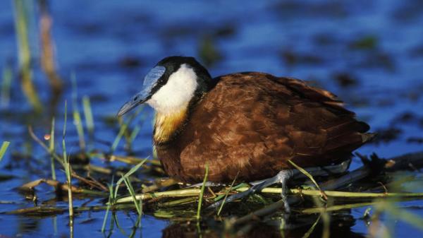 african jacana