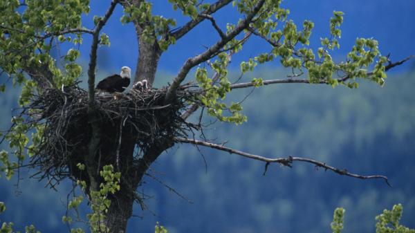bald eagles