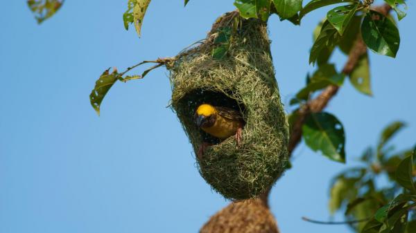 baya weaver nest