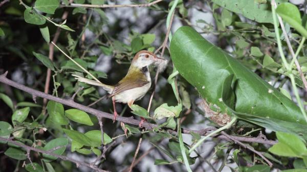 common tailorbird nest